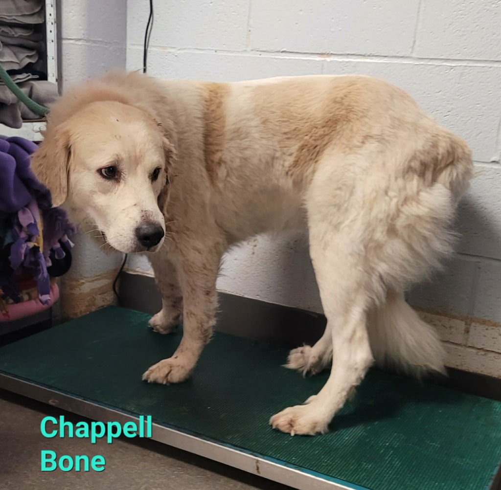 Chappell Bone - Photo 3