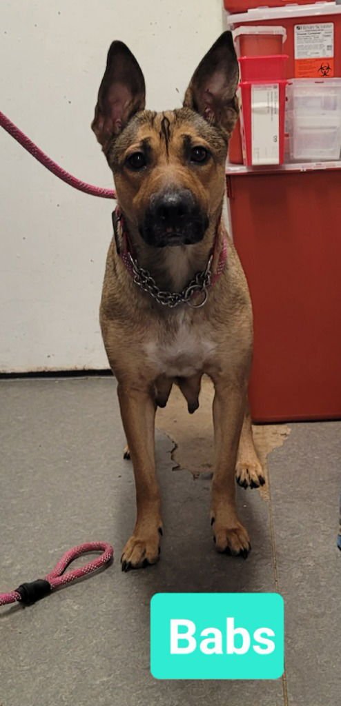 BABS - Shepherd / Affenpinscher available for adoption