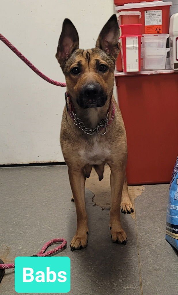 BABS - Shepherd / Affenpinscher available for adoption