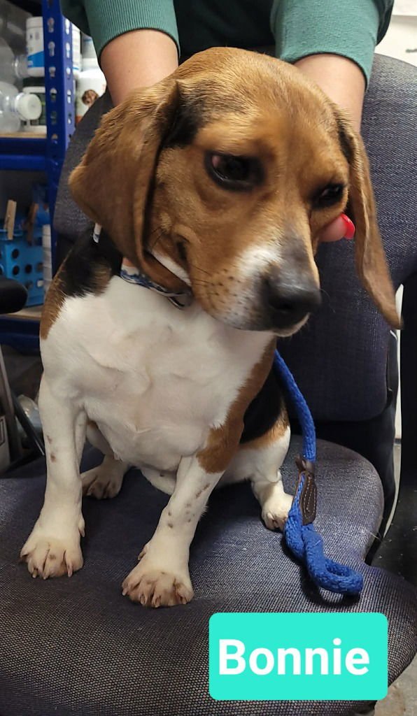 BONNIE - Beagle available for adoption