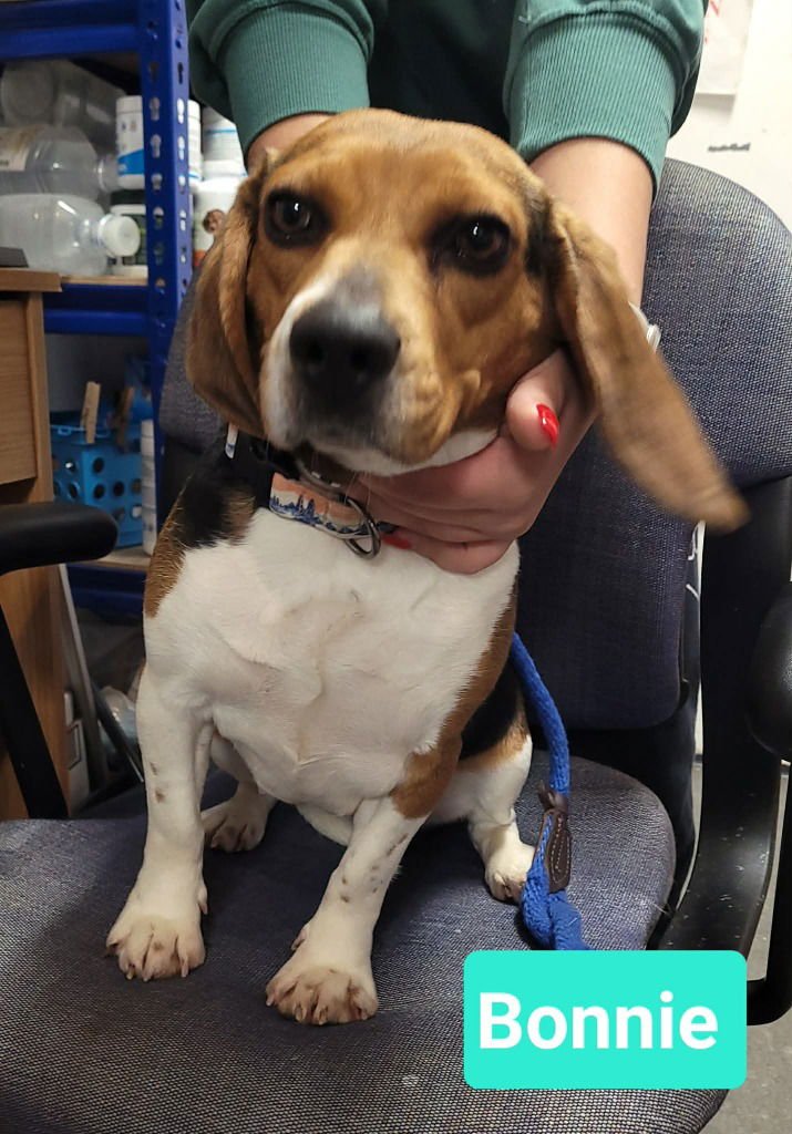 Bonnie - Photo 3