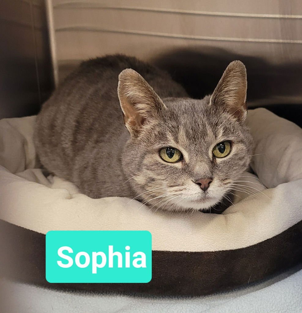 SOPHIA - Domestic Short Hair available for adoption
