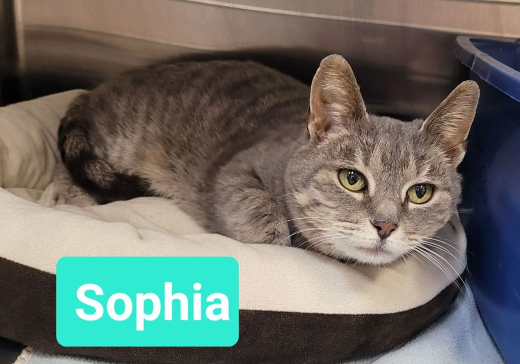 SOPHIA - Domestic Short Hair available for adoption