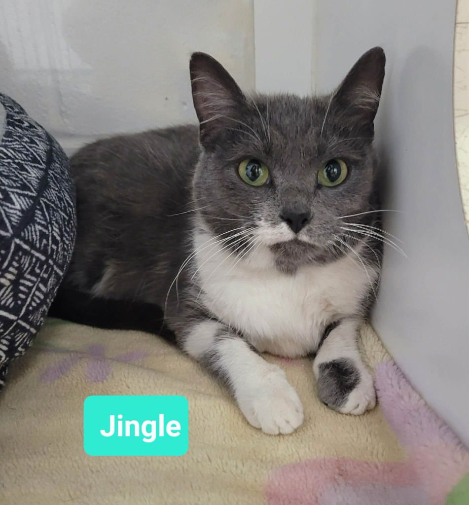 JINGLE - Domestic Short Hair available for adoption