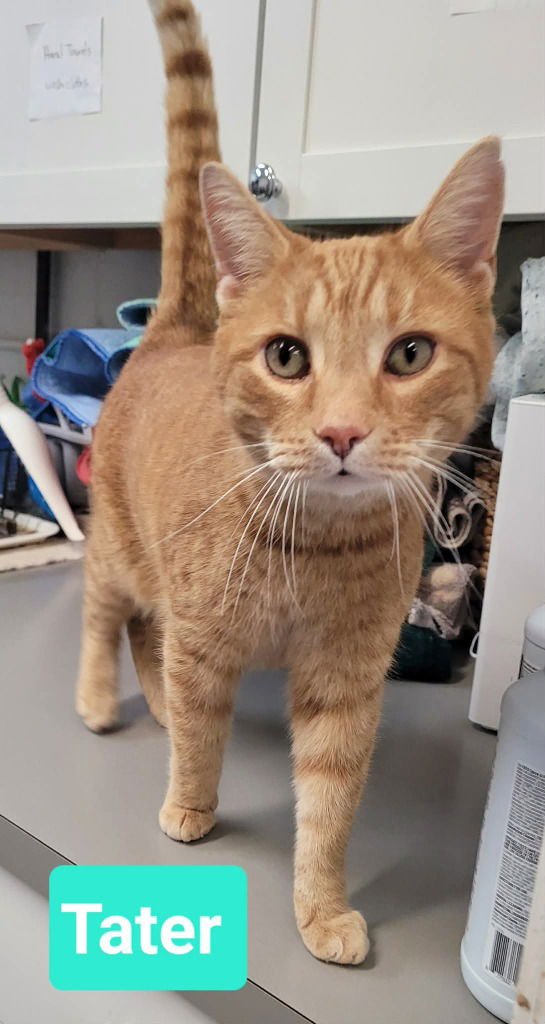 TATER - Domestic Short Hair available for adoption