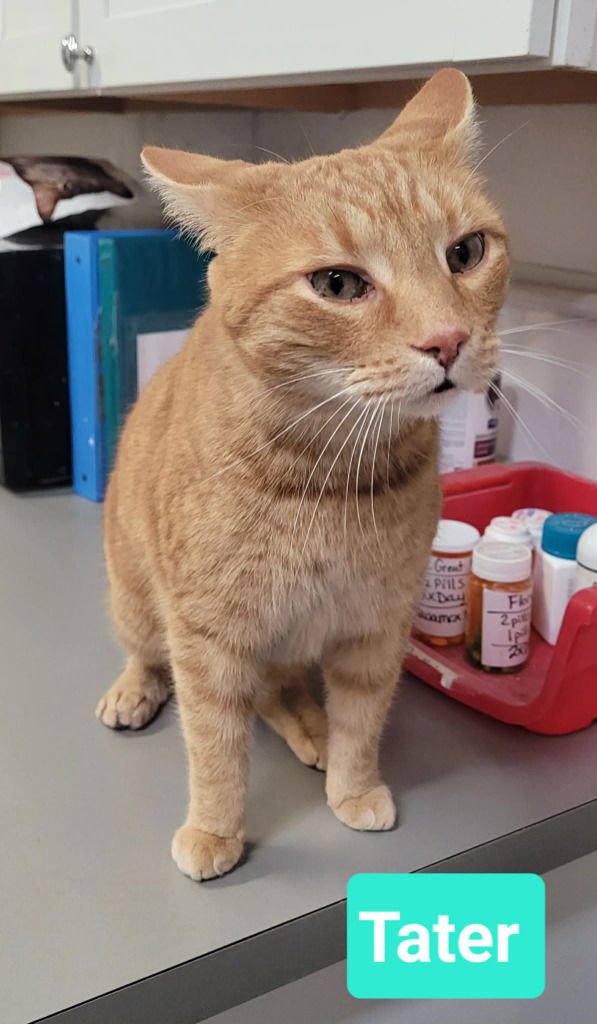 TATER - Domestic Short Hair available for adoption
