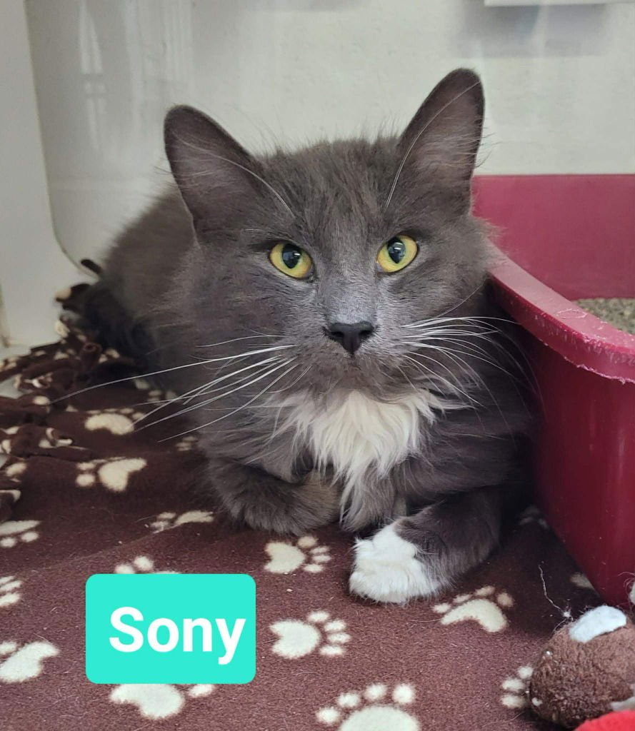 SONY - Domestic Long Hair available for adoption
