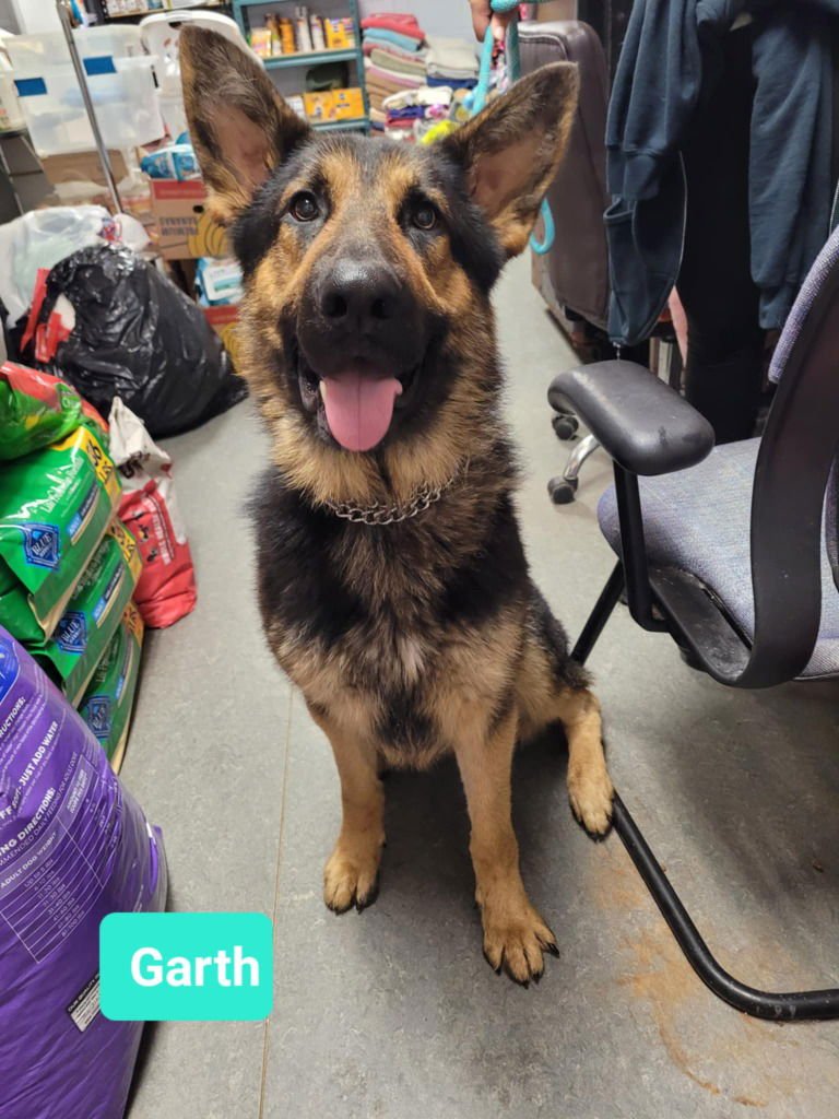 GARTH-SPONSORED - German Shepherd Dog available for adoption