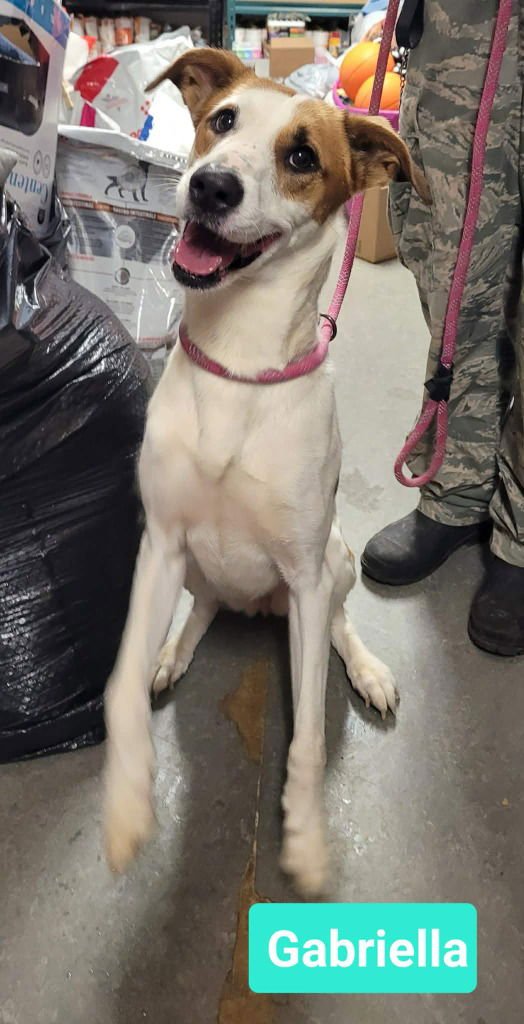 GABRIELLA - Hound / Retriever available for adoption