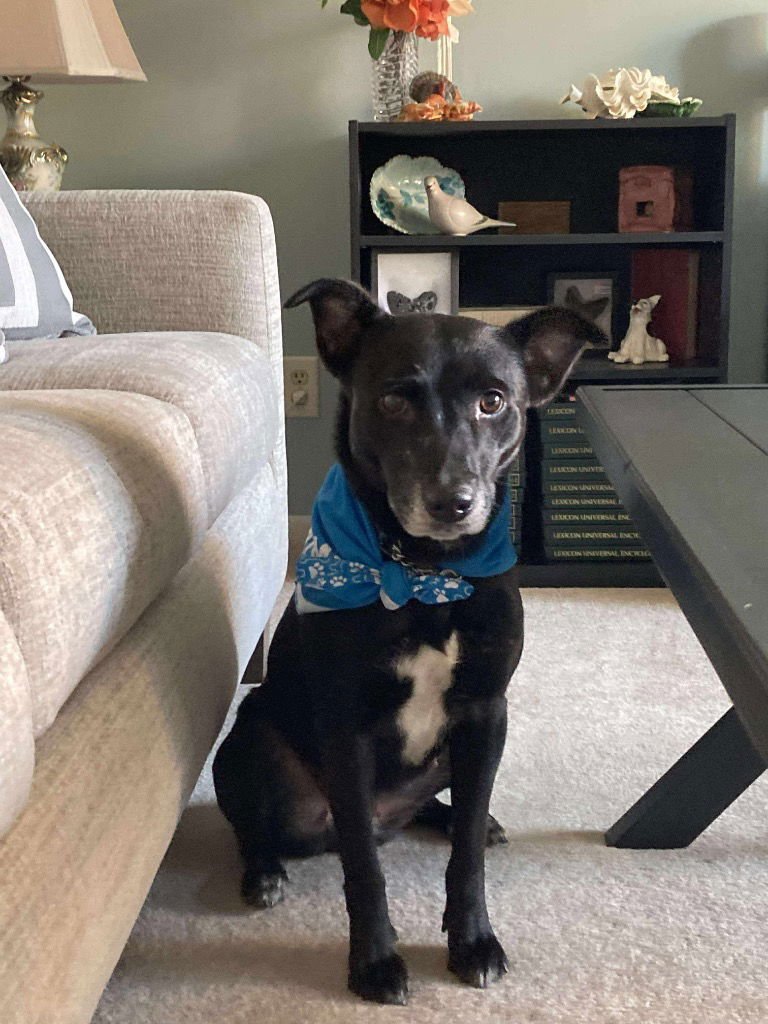 JUNE - Labrador Retriever / Pit Bull Terrier available for adoption