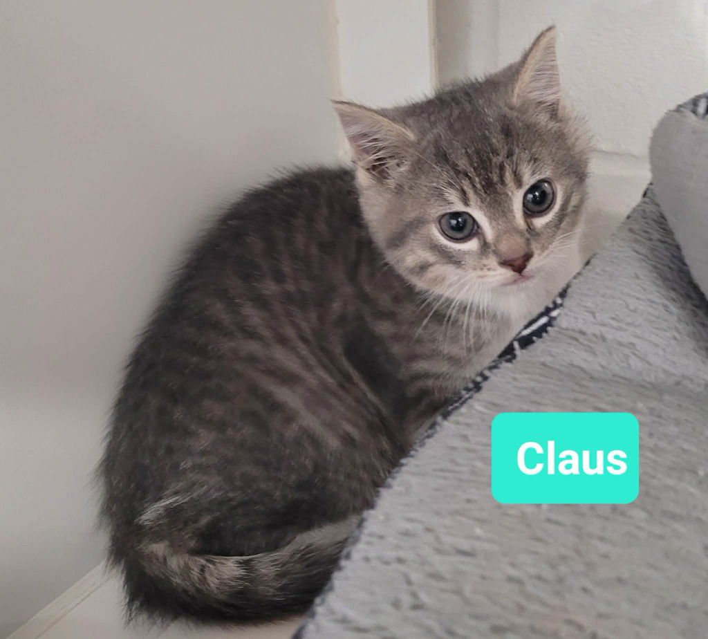 CLAUS - Domestic Short Hair available for adoption
