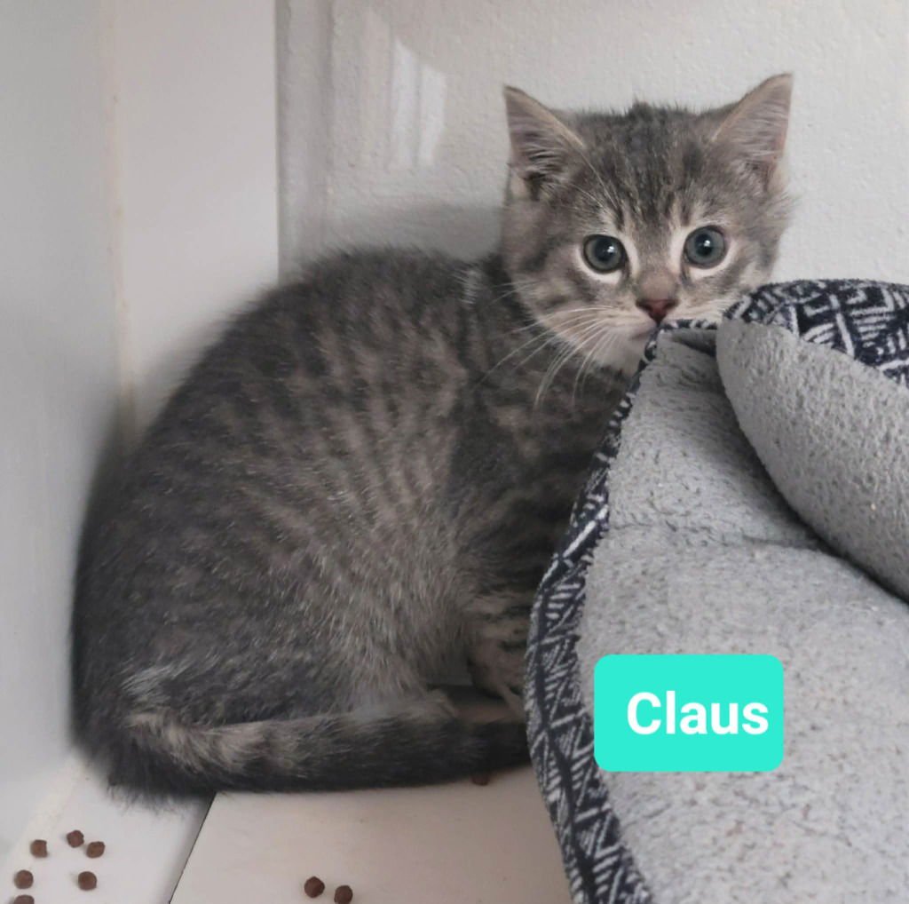 CLAUS - Domestic Short Hair available for adoption