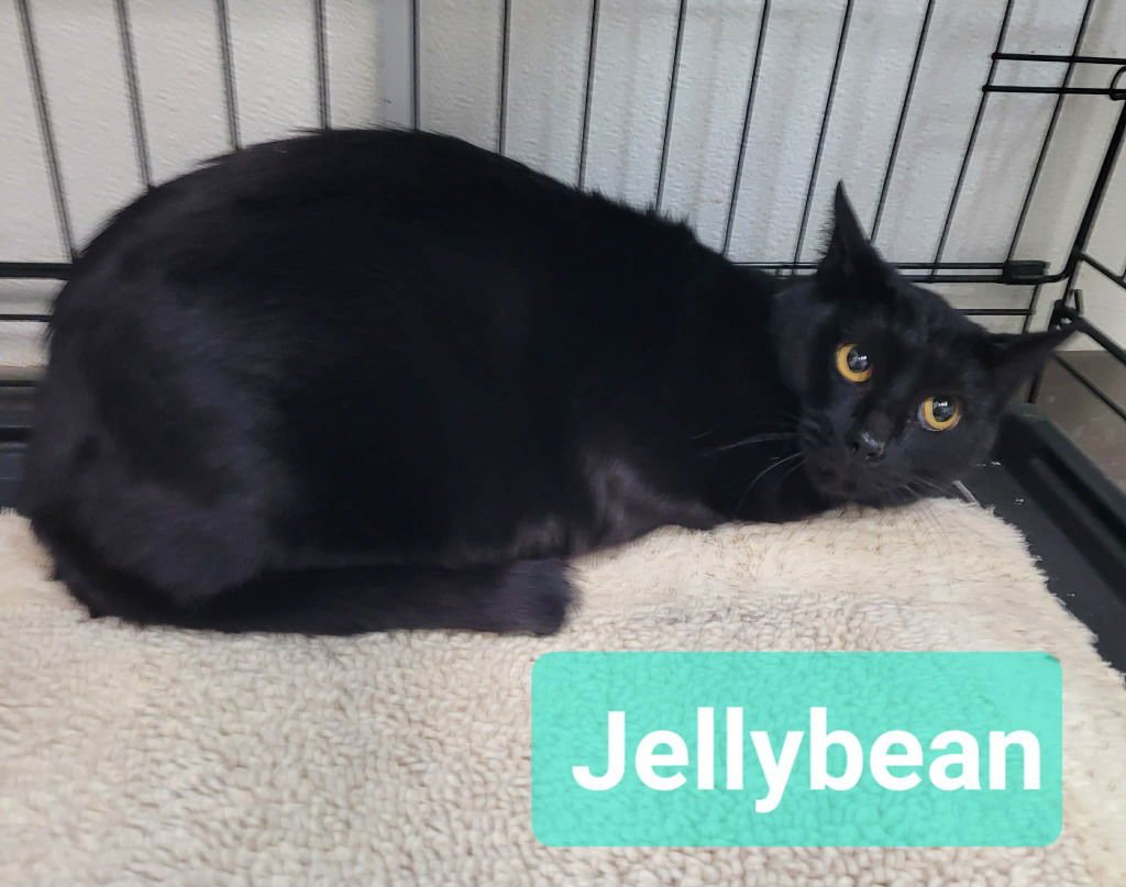 JELLY BEAN - Domestic Short Hair available for adoption