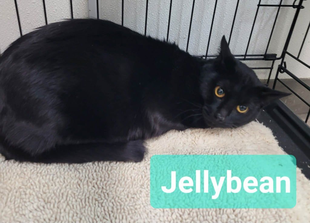 JELLY BEAN - Domestic Short Hair available for adoption