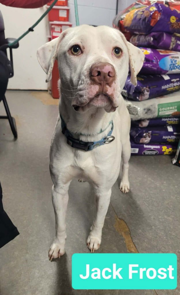 JACK FROST - Labrador Retriever / Pit Bull Terrier available for adoption