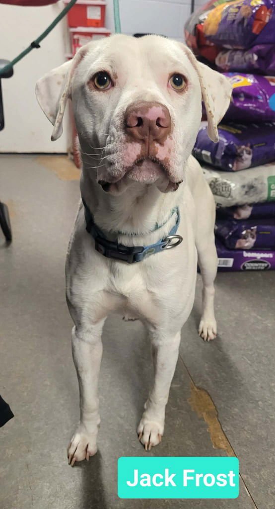 Jack Frost - Photo 3