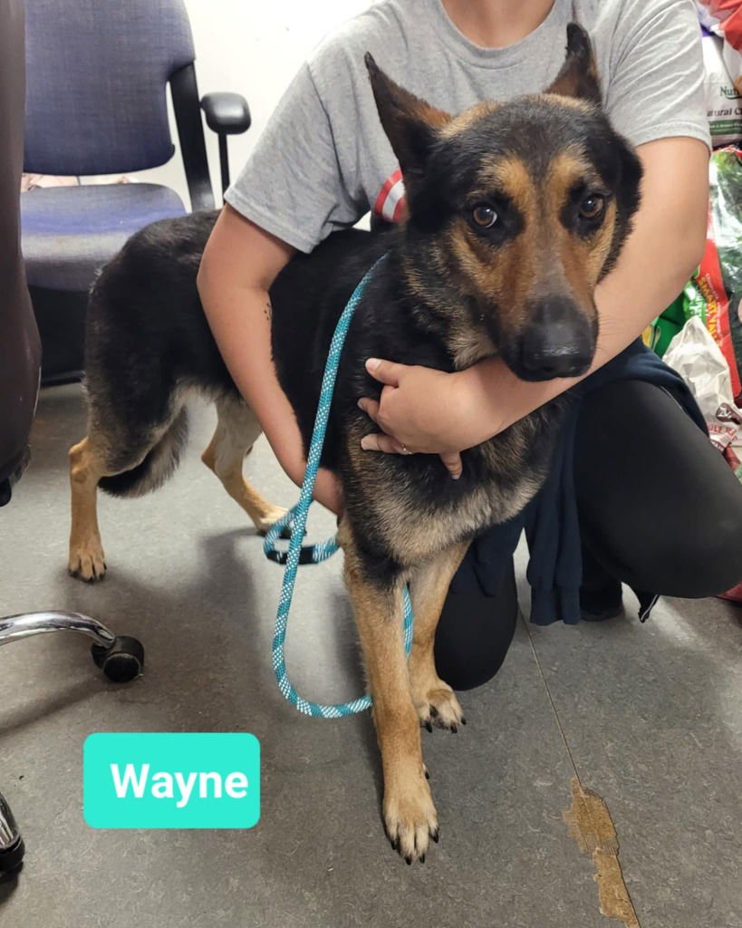 WAYNE-SPONSORED - German Shepherd Dog available for adoption