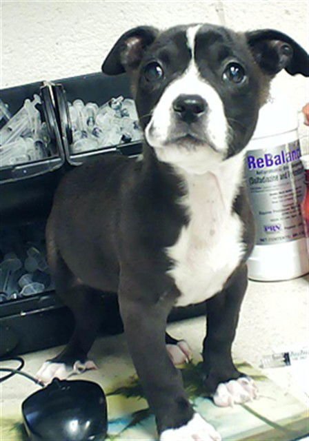 MIDGE - Labrador Retriever available for adoption