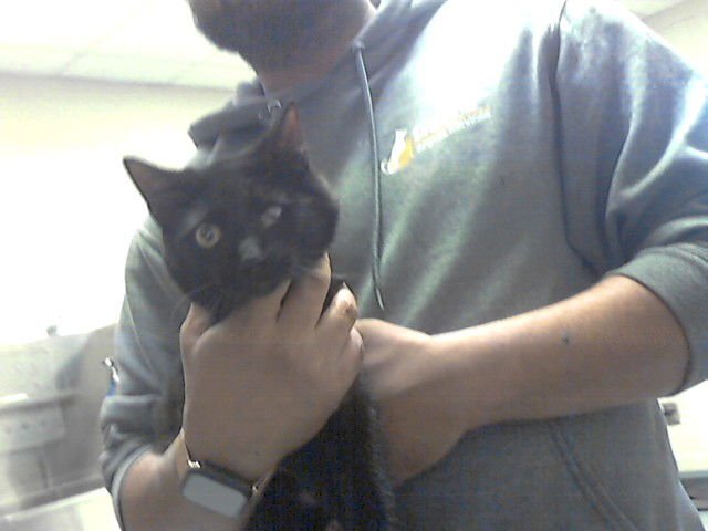 TODD MARIE VANDERBILT - Domestic Short Hair available for adoption