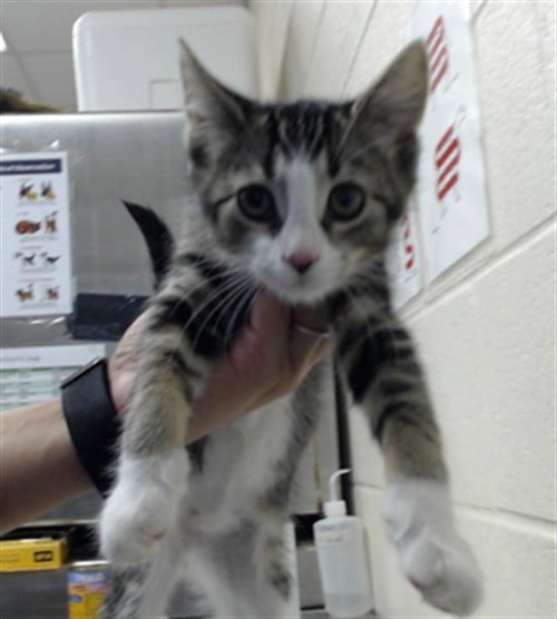 GABRIEL - Domestic Medium Hair available for adoption