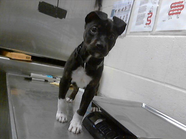 GAZOO - Pit Bull Terrier available for adoption