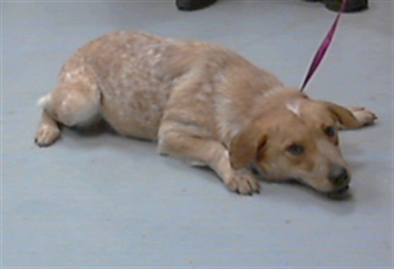 FRU FRU - Australian Cattle Dog/Blue Heeler available for adoption