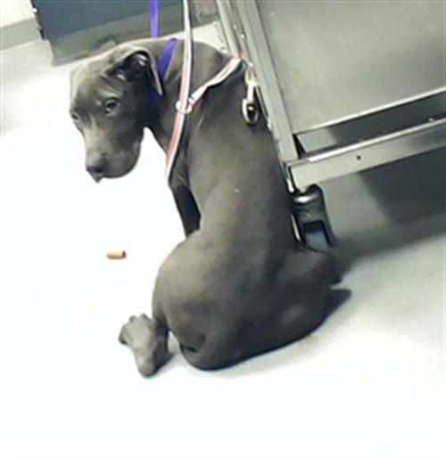 A429222 - Great Dane available for adoption