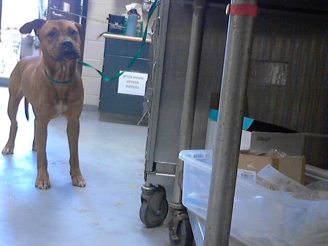 DORNEY - Boxer available for adoption