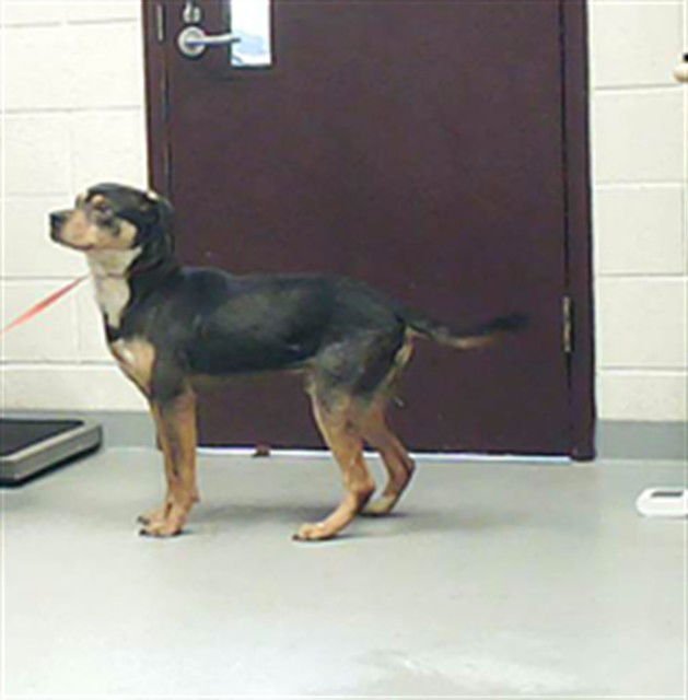 LEOPOLD - Pit Bull Terrier available for adoption