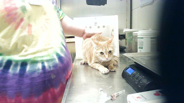 NOVA - Domestic Short Hair available for adoption