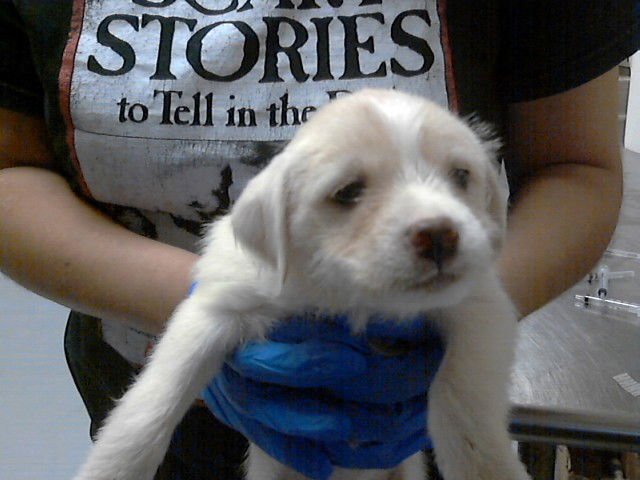 A427216 - Shih Tzu / Chihuahua available for adoption