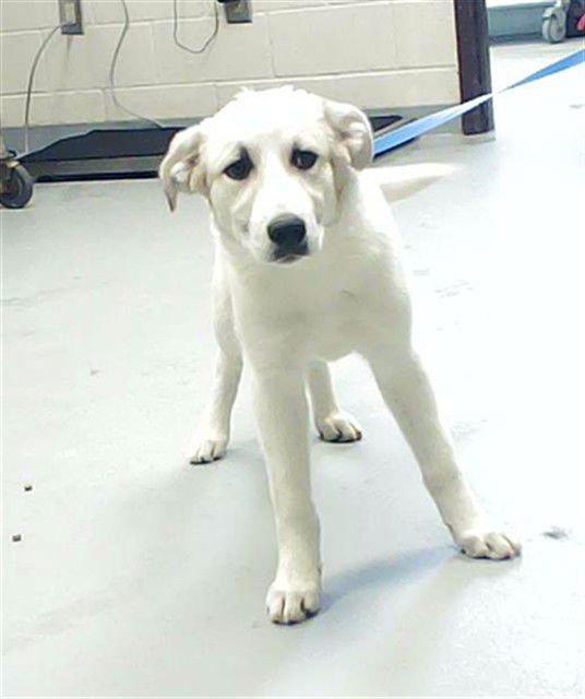 HARLEY - Great Pyrenees available for adoption