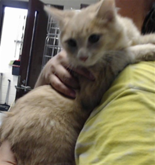 BROCCOLI - Domestic Short Hair available for adoption