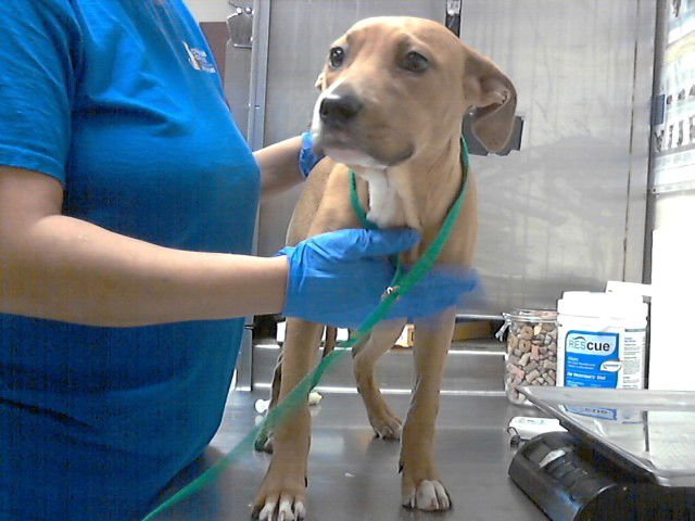 GLORIA - Labrador Retriever available for adoption