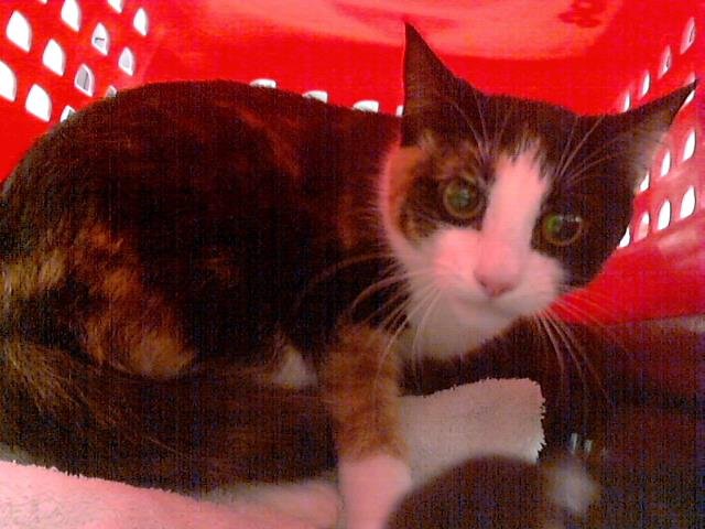 ASH - Domestic Short Hair available for adoption