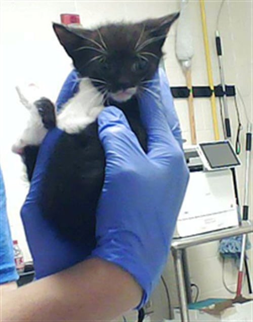 MILEENA - Domestic Short Hair for adoption in Fayetteville