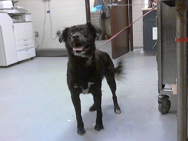 MAVERICK - Labrador Retriever available for adoption