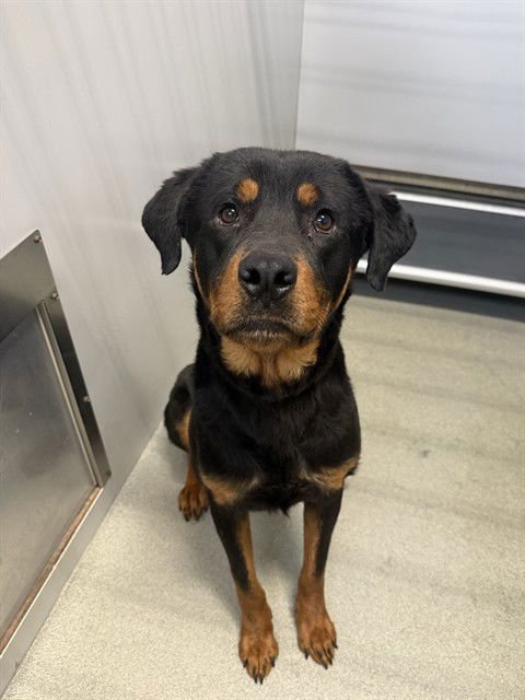 SUPER SIMON - Rottweiler available for adoption