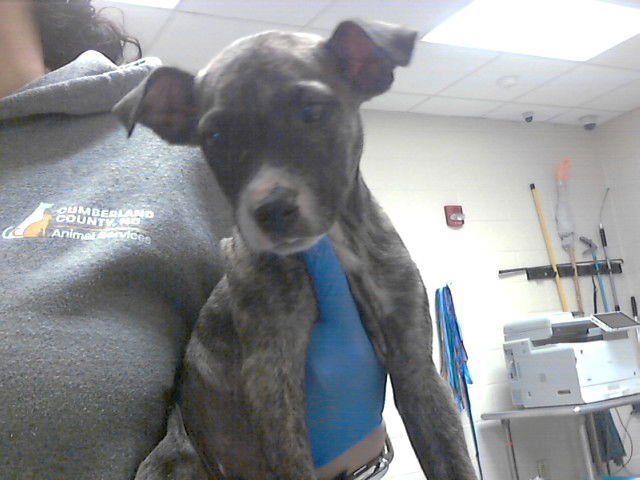 BAMM-BAMM - Pit Bull Terrier available for adoption