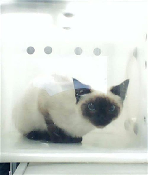 A430334 - Domestic Short Hair available for adoption