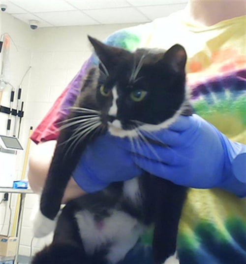 FAIRCHILD - Domestic Short Hair for adoption in Fayetteville