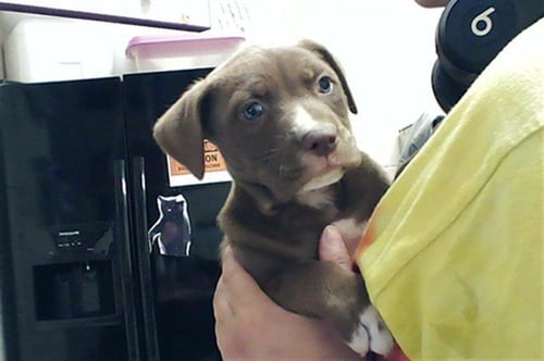 A429257 - Pit Bull Terrier available for adoption