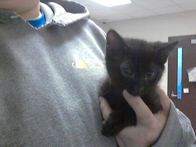 A427123 - Domestic Short Hair available for adoption