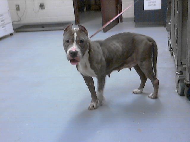 LISA - Pit Bull Terrier available for adoption