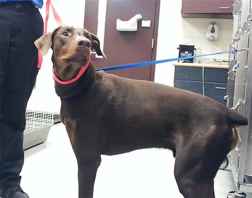 SIMBA - Doberman Pinscher available for adoption