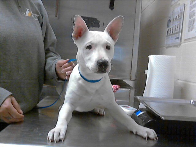 A427258 - Pit Bull Terrier available for adoption