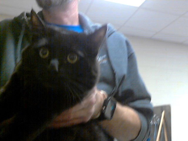 A427107 - Domestic Short Hair available for adoption