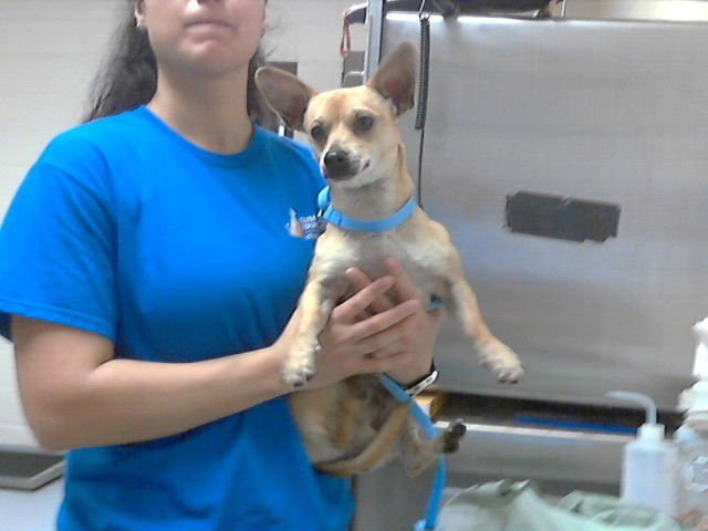 KEYS - Chihuahua available for adoption