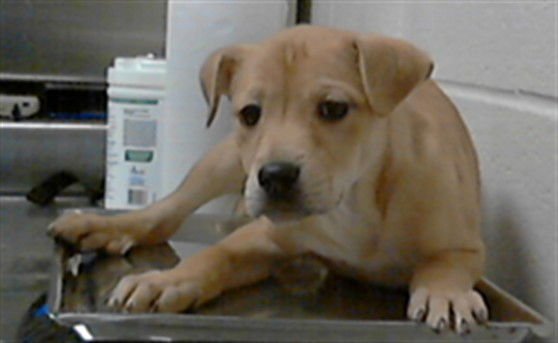 A428099 - Labrador Retriever available for adoption