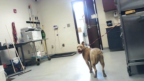 A428995 - Pit Bull Terrier available for adoption